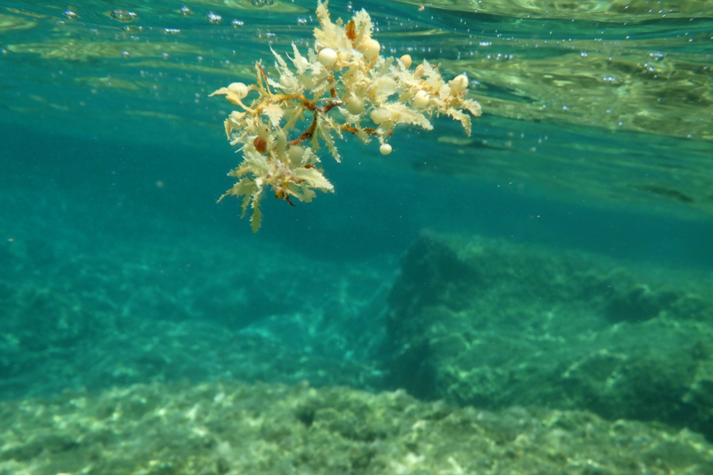 Sargassum vulgare, αιώνιος ταξιδευτής...