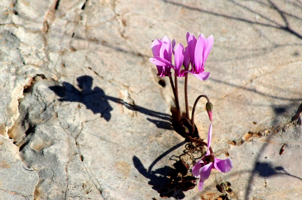 Cyclamen graecum, δύο όψεις της ίδιας ομορφιάς, στα βράχια του Ποικίλου Όρους.