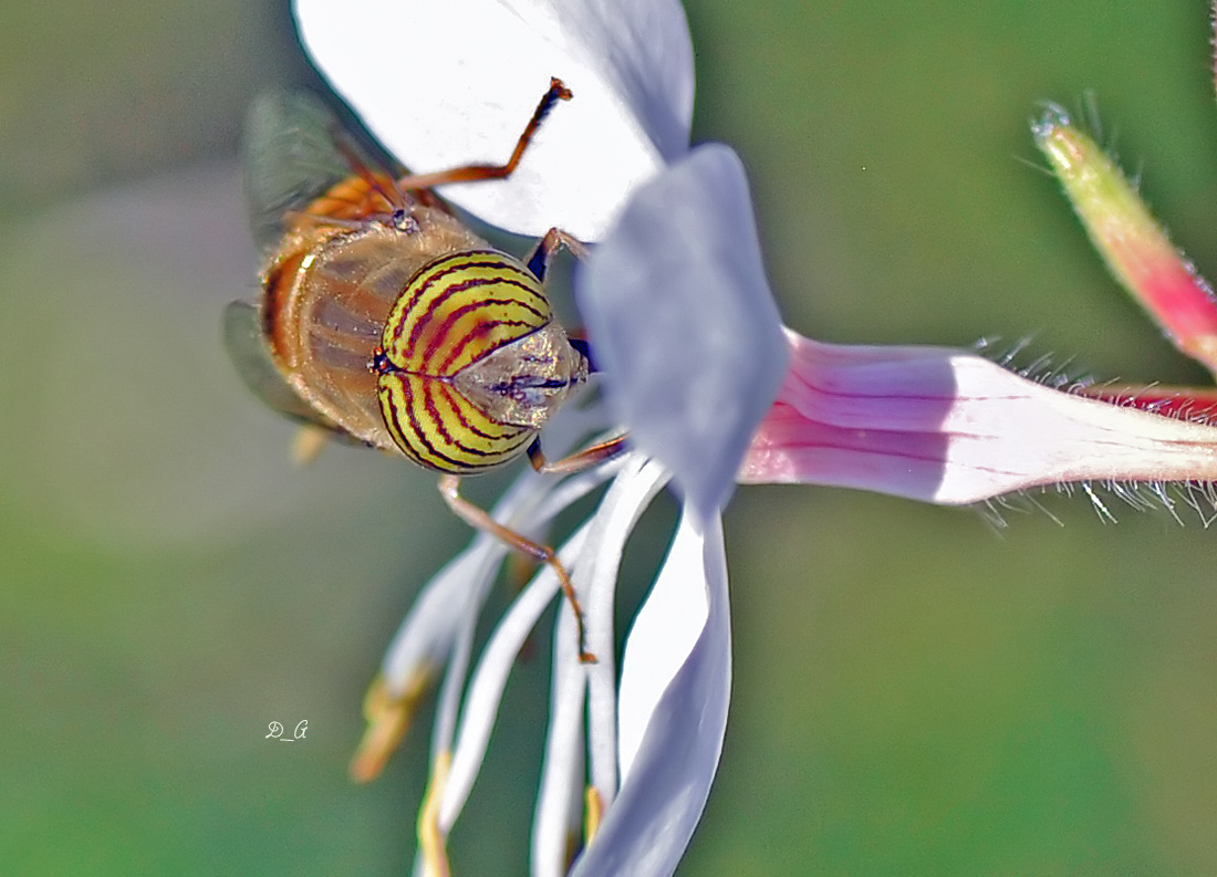 Αν δεν κάνω λάθος, είναι Hover fly. Καλό μήνα, Σεπτέμβρης πλέον!