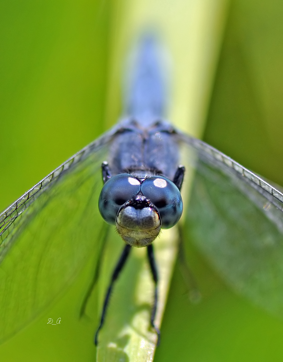 Orthetrum coerulescens, τι άλλο θα συναντήσω στο Βοτανικό Κήπο; Έχουμε γίνει φιλαράκια πλέον, τα πιο συχνά είδη λιβελούλας σ…