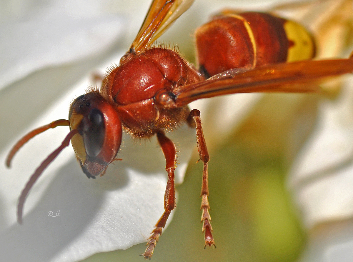 Vespa orientalis ( σερσέγκι ), το πρόλαβα σήμερα την ώρα που έφευγε από το λουλούδι! Λένε ότι το δάγκωμά του είναι επίπονο, …