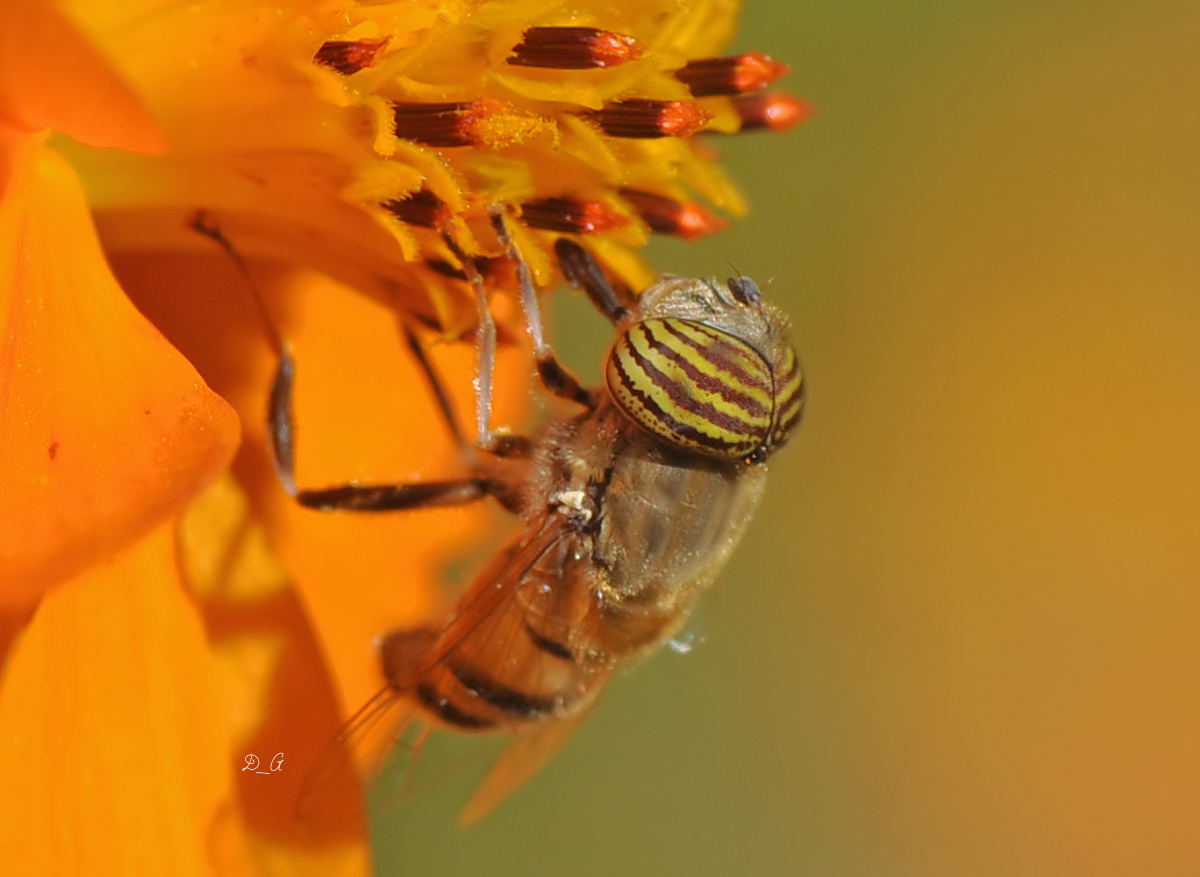 Για Eristalinus taeniops το κάνω, τώρα που τα πάρκα είναι πλέον ανοιχτά και πριν αρχίσουν τα κρύα, ώρα για φωτογραφίες στη φ…
